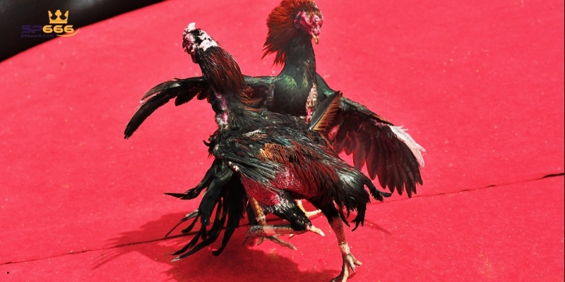 Bật Mí Kinh Nghiệm Cược Đá Gà Thomo Kịch Tính Và Dễ Thắng 1 Đá gà Thomo với nhiều trận đấu kịch tính đầy thú vị