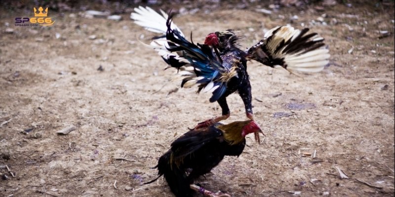 Bật Mí Kinh Nghiệm Cược Đá Gà Thomo Kịch Tính Và Dễ Thắng 2 4 ưu điểm nổi bật chỉ đá gà tại Thomo mới có